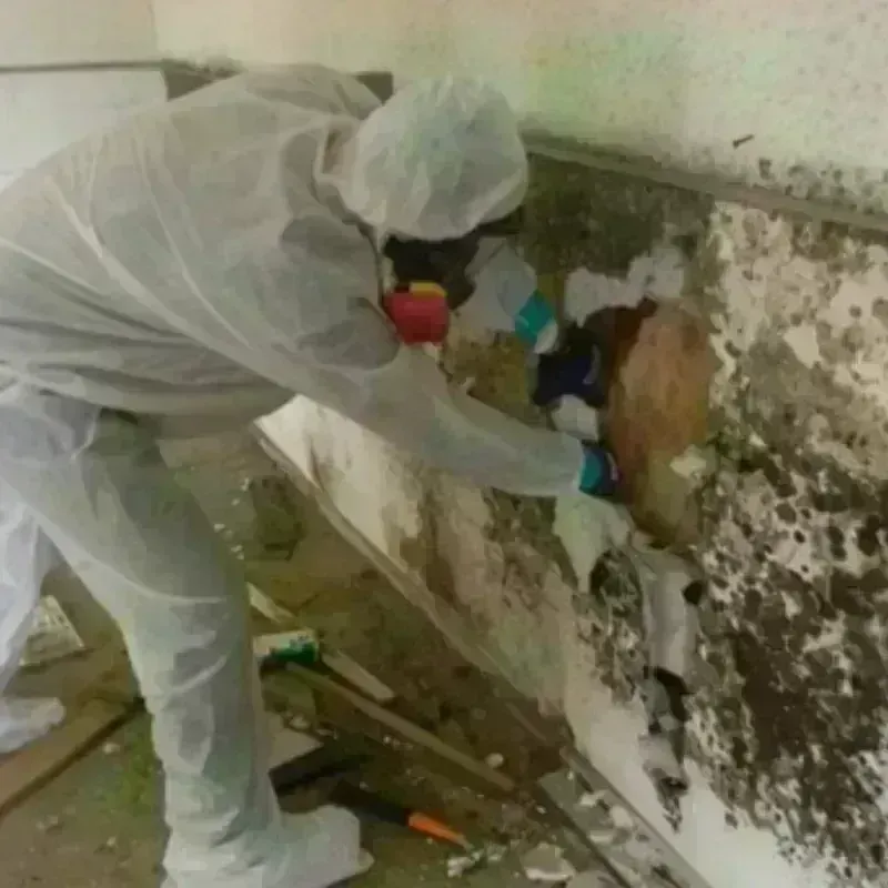 Mold Remediation and Removal in Island City, OR